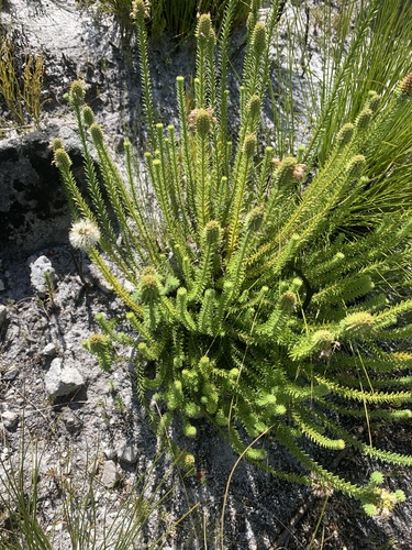 Image of Stilbe albiflora by (c) Matthew Fainman, some rights reserved (CC BY)