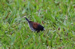 Spermestes bicolor nigriceps