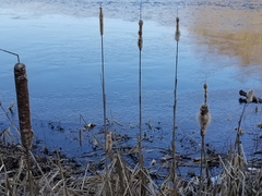 Typha latifolia