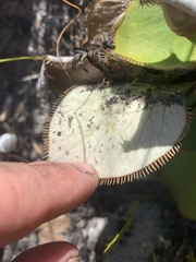 Hermas ciliata
