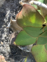 Hermas ciliata
