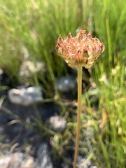 Hermas ciliata