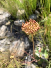 Hermas ciliata