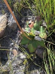 Hermas ciliata