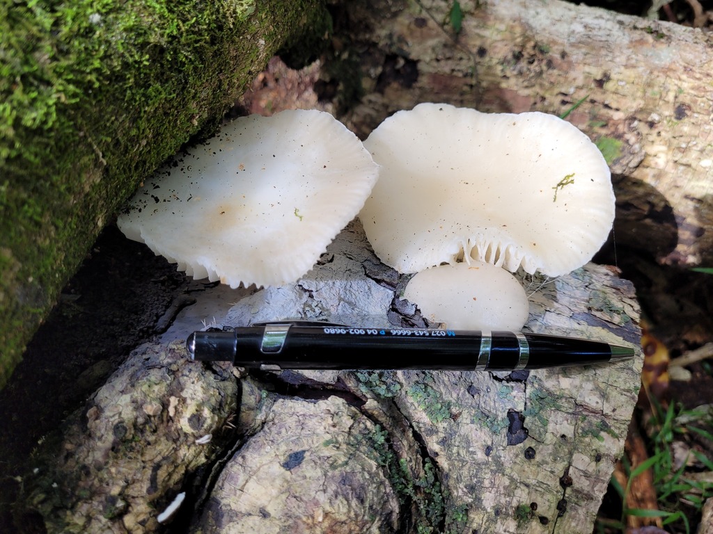 Oudemansiella australis · February 2026 · photo: © dougalm (iNaturalist, cc-by)
