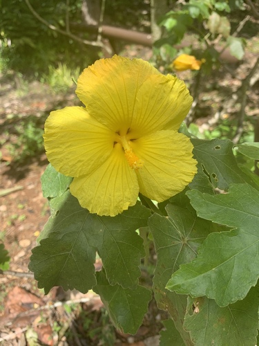 Hibiscus brackenridgei observed 2020-02-21