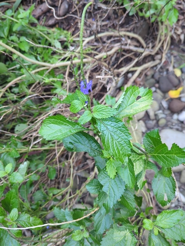 Stachytarpheta cayennensis observed 2026-02-26