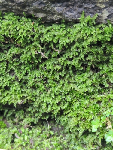 Racopilum cuspidigerum observed 2026-02-26