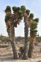 Yucca valida