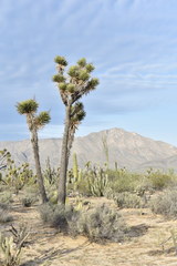 Yucca valida
