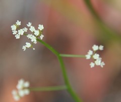 Platysace filiformis