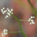 Platysace filiformis - Photo (c) Morgan Lythe, some rights reserved (CC BY-NC), uploaded by Morgan Lythe