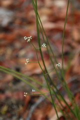 Platysace filiformis