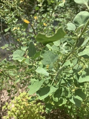 Chenopodium oahuense