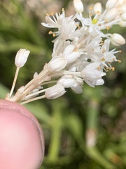 Bulbinella trinervis