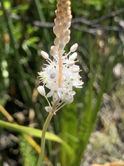 Bulbinella trinervis