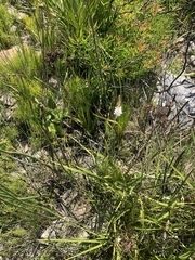Bulbinella trinervis