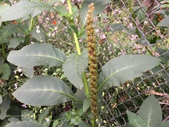 Phytolacca heterotepala