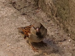 Passer domesticus