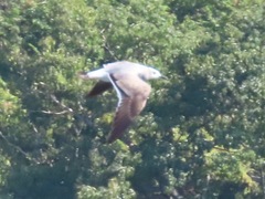 Leucophaeus atricilla