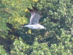 Leucophaeus atricilla