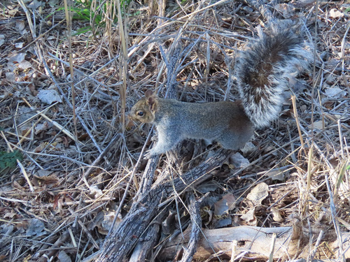 Arizona Gray Squirrel observed by dpsiminski