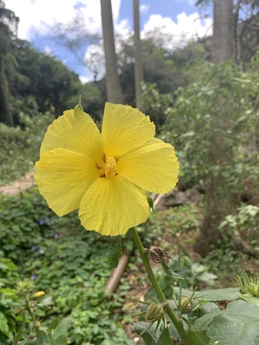 Hibiscus brackenridgei observed 2020-02-21