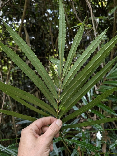 Akania bidwillii (Akania bidwillii)
