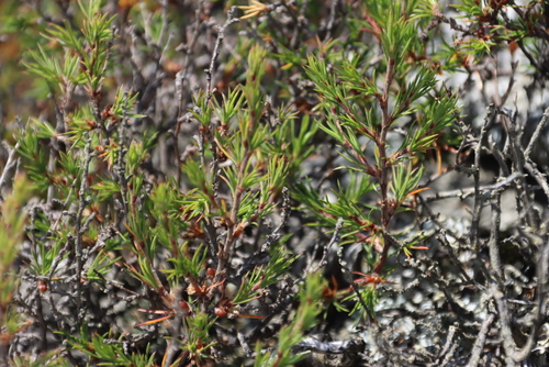 Dark Caperose (Cliffortia atrata)
