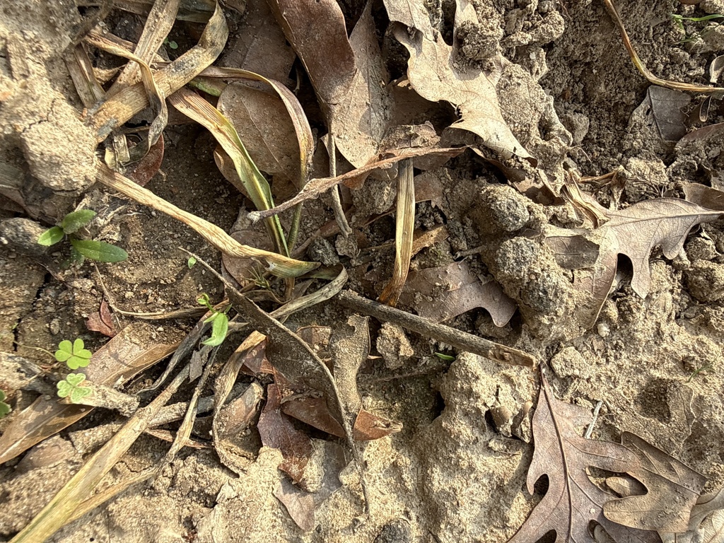 Cottontail Rabbits from Edwards Rd, West Monroe, LA, US on February 26 ...