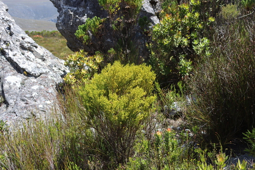Five-flowered Rootthug (Thesium quinqueflorum)