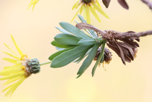 Yellow Swamp Paraseed (Ursinia eckloniana)