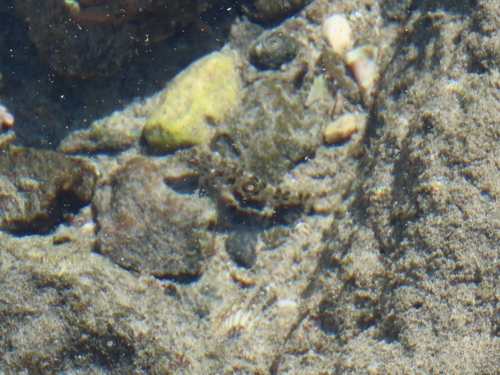 Malacoctenus sudensis