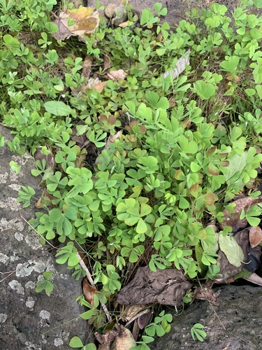 Marsilea villosa observed 2020-02-21