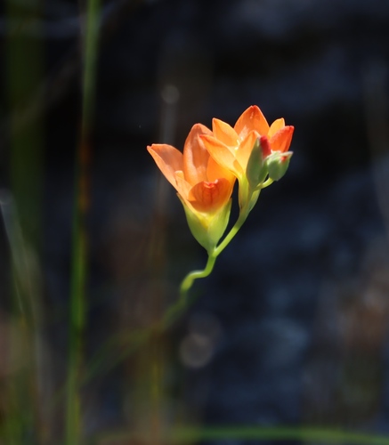 Short Glad (Gladiolus brevitubus)
