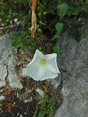 Ipomoea proxima