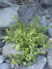 Prunella vulgaris lanceolata