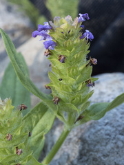Prunella vulgaris lanceolata