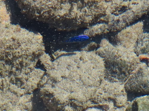 Stegastes acapulcoensis