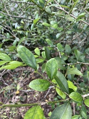 Ixoroideae