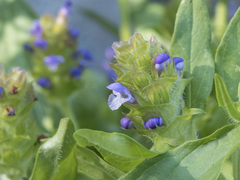 Prunella vulgaris lanceolata