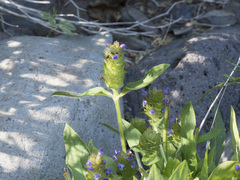 Prunella vulgaris lanceolata