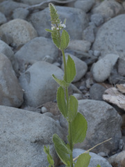 Stachys rigida rigida