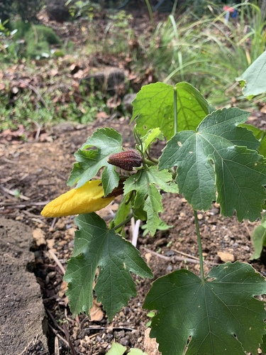 Hibiscus brackenridgei observed 2020-02-21