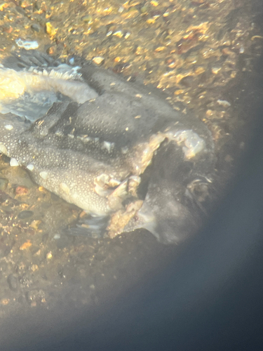 Cyclopterus lumpus