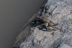 Grapsus albolineatus