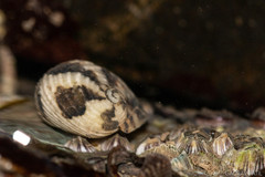 Nerita chamaeleon