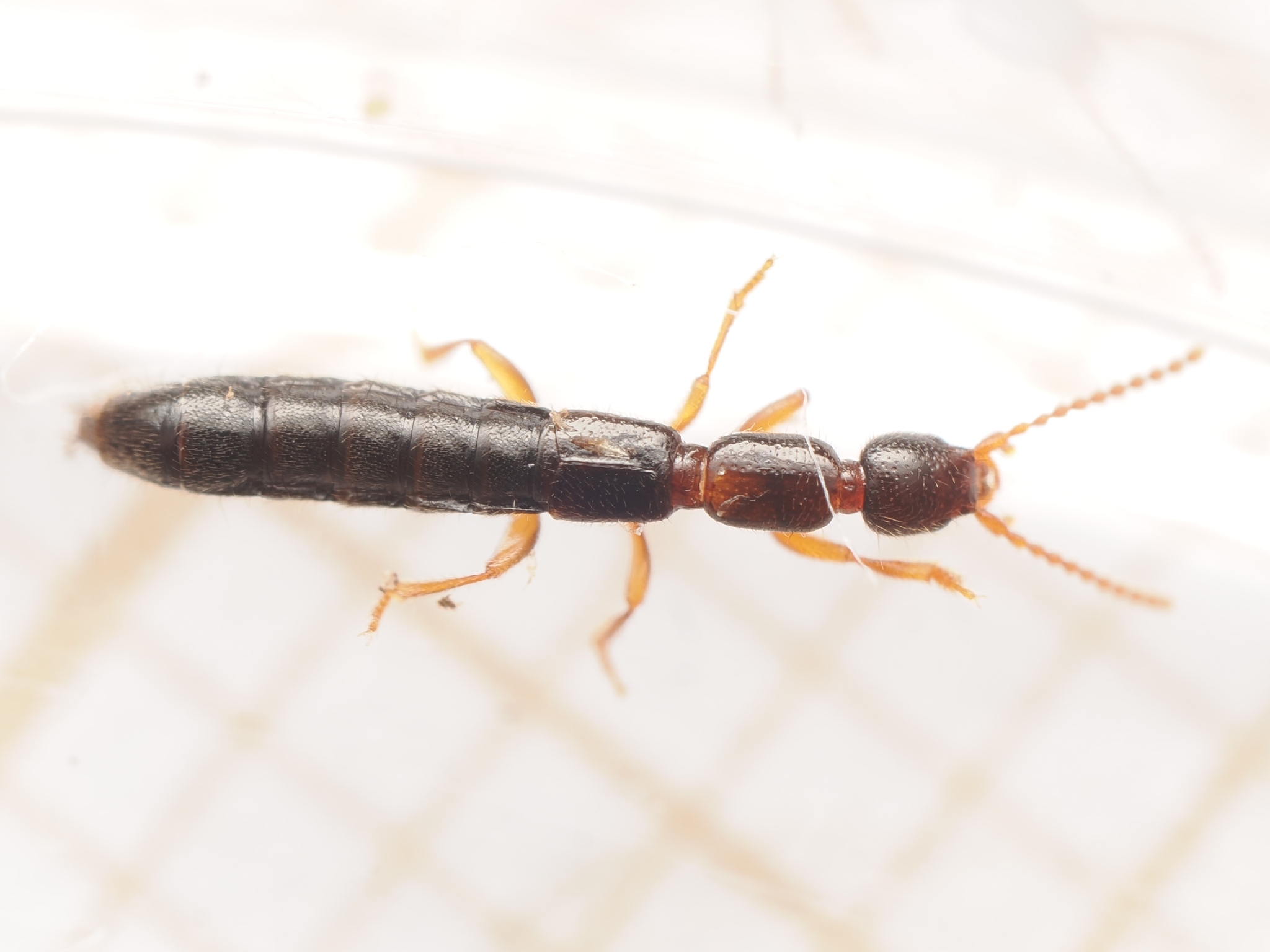 Lathrobium longulum