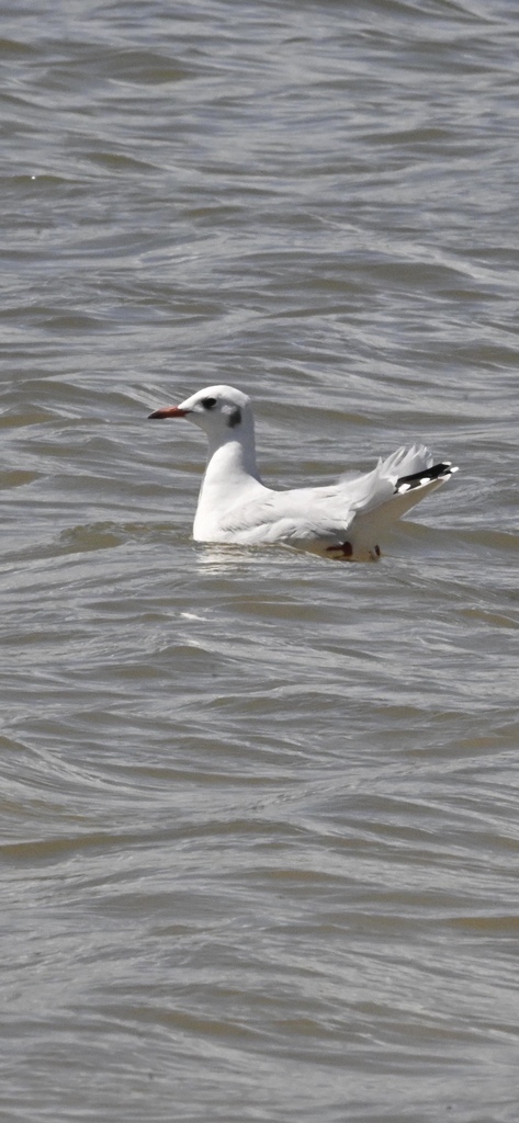 Brown-hooded Gull