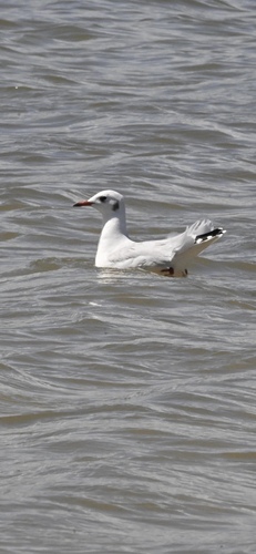 Brown-hooded Gull
